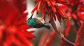 aloes-drzewiasty.webp