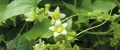 bryonia-przestep-biały-kwiat.webp