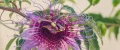marakuja-passiflora-jadalna.webp